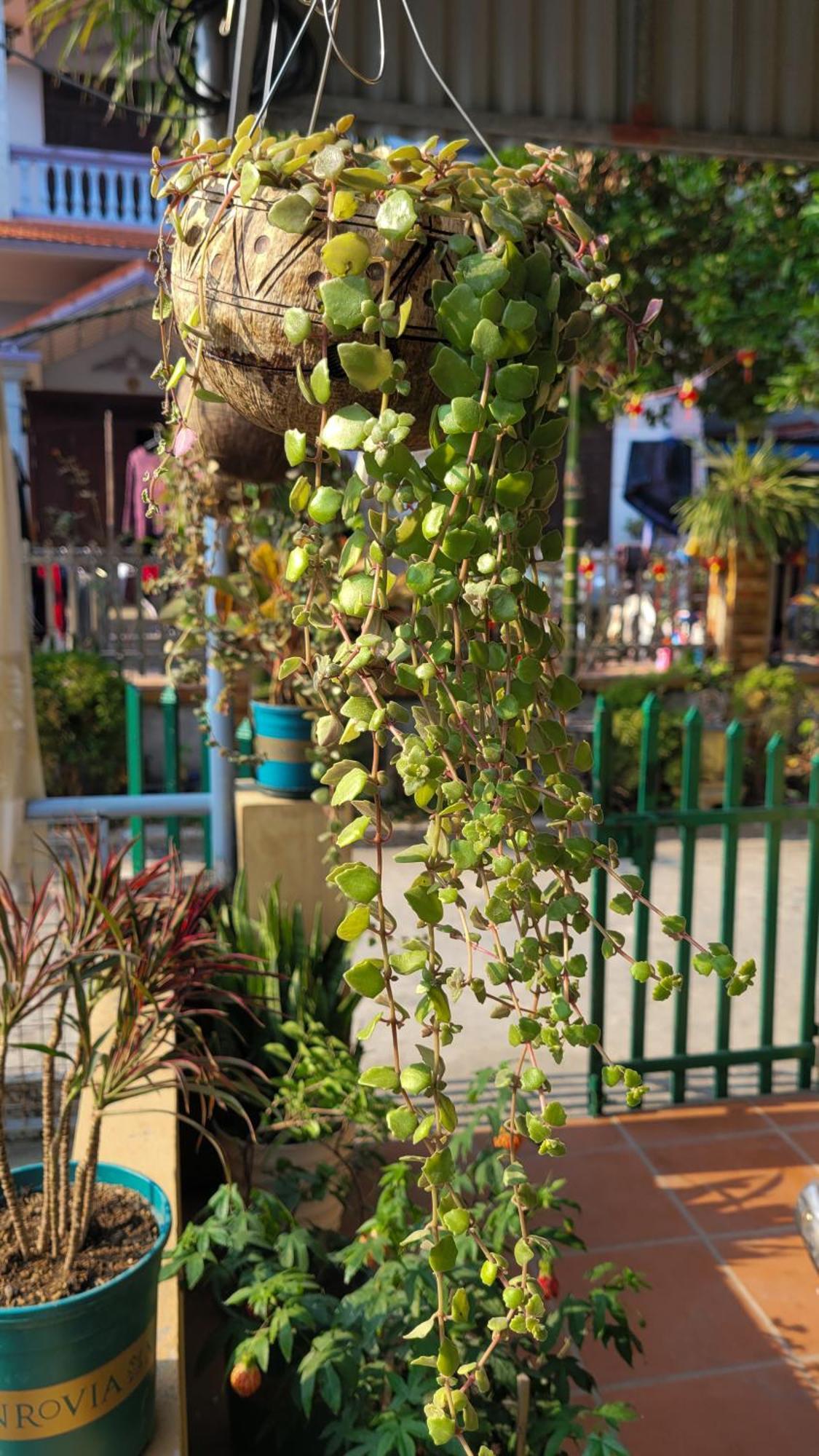 Hotel Tiny Garden House Cat Ba Chan Chau Esterno foto