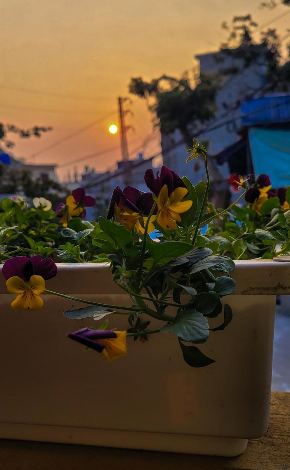 Hotel Tiny Garden House Cat Ba Chan Chau Esterno foto